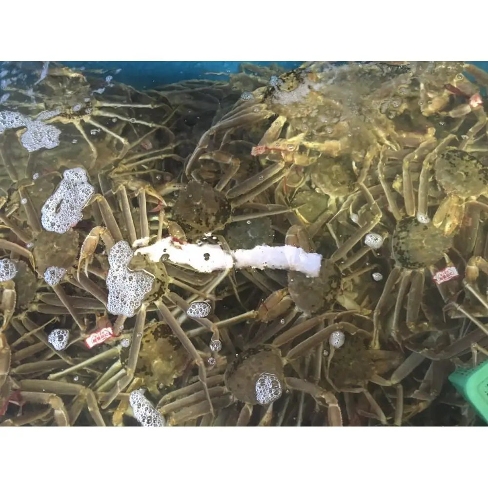 【魚倉】足１本なし生松葉ガニ(特大950ｇ)訳あり