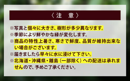 植物 福の山・榊（サカキ） 苗木（1鉢）：80cm プランター 広島県福山市/小林商事  本榊 さかき 苗木 地植え 神棚 祭壇 観葉植物 [BAEA005]