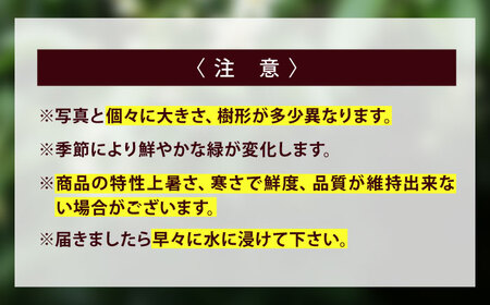 植物 備後・榊（サカキ）切り枝 １束サイズ1セット（2束入り） 広島県福山市/小林商事 本榊 さかき 国産 神棚 枝木 [BAEA010]