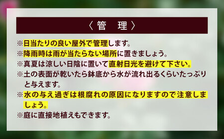 花 薔薇（ミニバラ苗木）：スマイルふくやま・1ポット 広島県福山市/小林商事 植物 お花 ポット苗 苗 薔薇 バラ 観葉植物 [BAEA004]