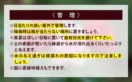 花 薔薇（ミニバラ苗木）：ふくやまシリーズ 3種混合・3ポット 広島県福山市/小林商事 植物 お花 苗木 苗 薔薇 バラ 観葉植物 セット [BAEA002]
