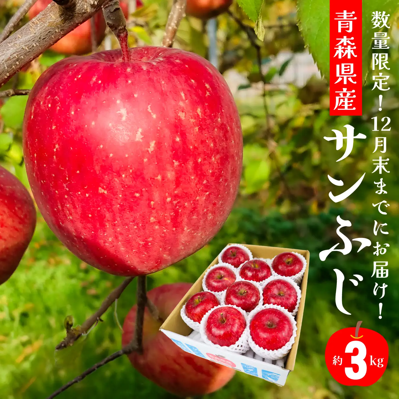 【期間限定】年内にお届け！青森県産 サンふじ 3kg りんご 年内配送 家庭用 贈答用