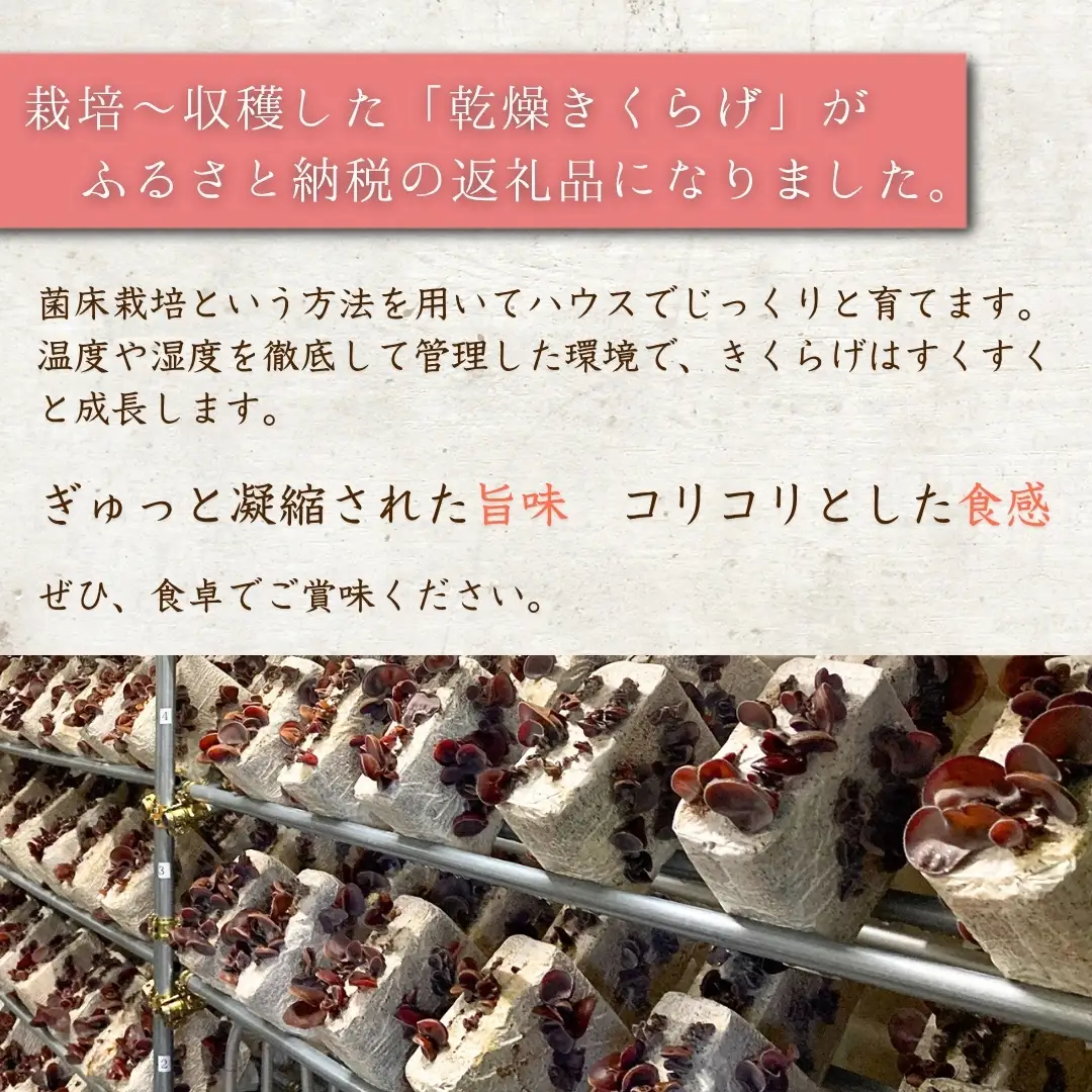 乾燥 きくらげ 特大サイズ