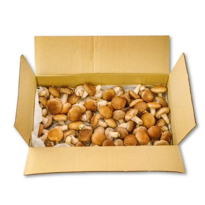 「奥出雲椎茸」秀品 箱入 2kg 【椎茸 生しいたけ 2kg 肉厚 収穫直後 サイズ混合 新鮮 旨味たっぷり 菌床栽培 国産 きのこ キノコ 野菜 料理 食品 産地直送 自宅用】