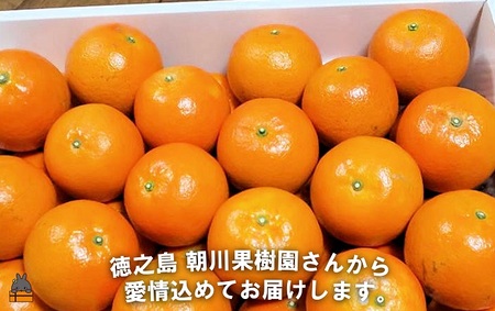 《今が旬！》～世界自然遺産の島から～朝川果樹園さんのたんかん（5kg）　( タンカン フルーツ みかん 果物 柑橘 甘い 徳之島 奄美 鹿児島 もぎたて フレッシュ 世界自然遺産 フルーツアイランド 先行予約 )