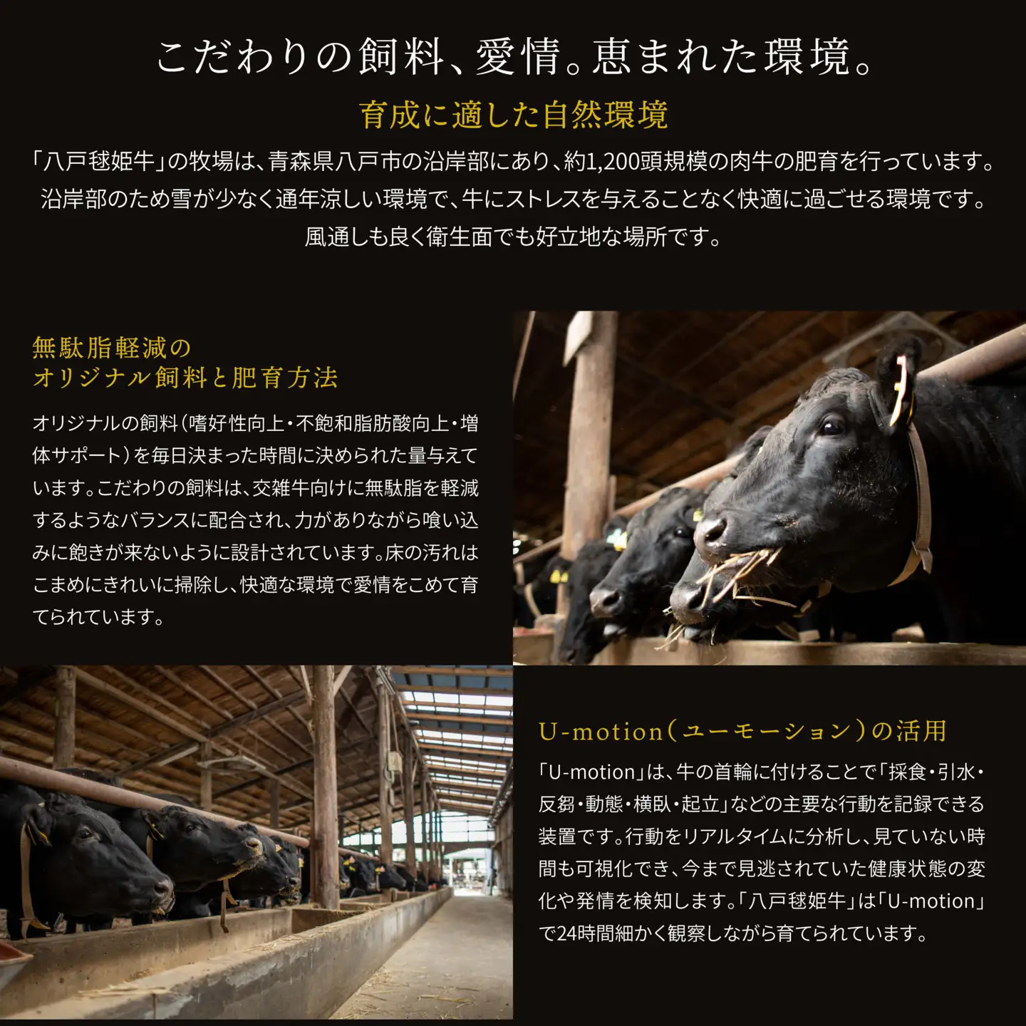 八戸 毬姫牛 切り落とし 700g 牛肉 国産　