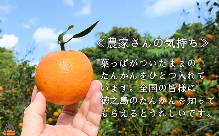 ≪今が旬！≫ねぇ美味しいよ。徳之島 ふくだ果樹園さんのたんかん（5kg） ( タンカン フルーツ みかん 果物 柑橘 福田果樹園 徳之島 奄美 鹿児島 もぎたて フレッシュ 世界自然遺産 先行予約 )