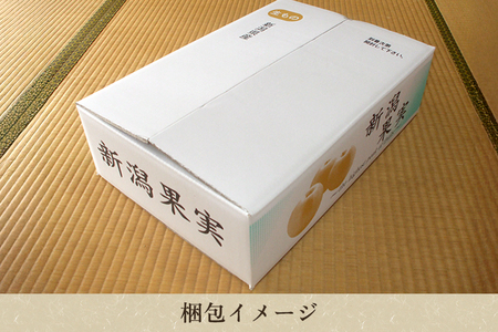 【2026年先行予約】和梨 あきづき 5kg（8～14玉）《9月中旬～順次出荷》 梨