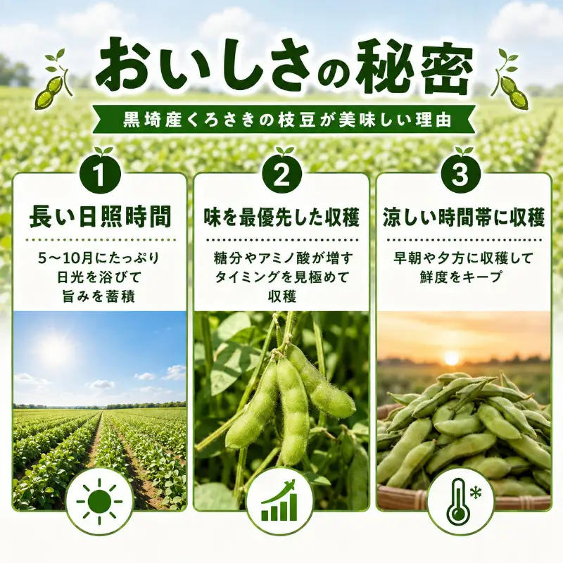 【9月末～発送開始】枝豆 1kg 朝採り新潟県黒埼産 枝豆