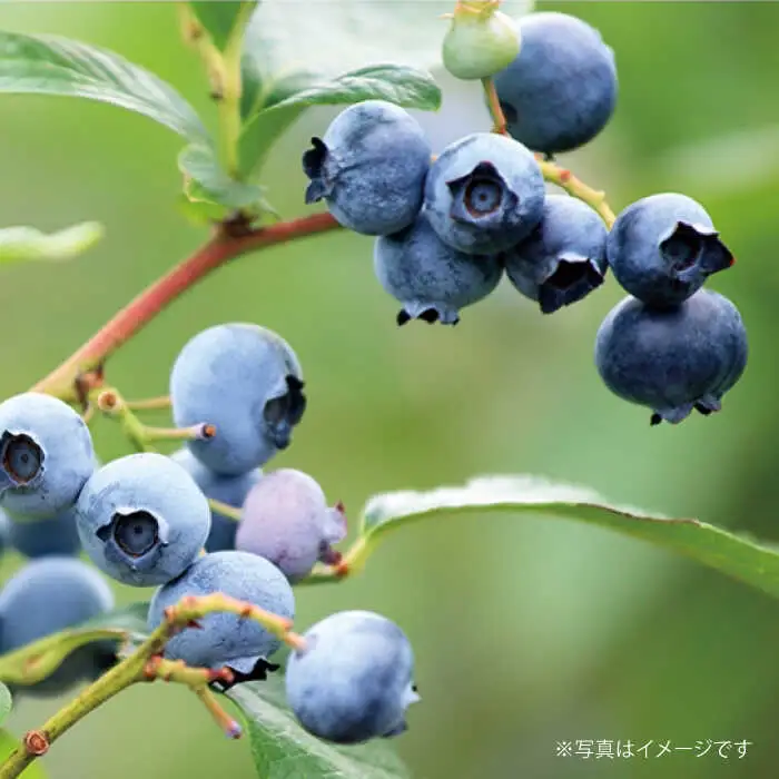 【6袋入 180日分】ネムレナイト 糸島市 / 株式会社ピュール [AZA235]