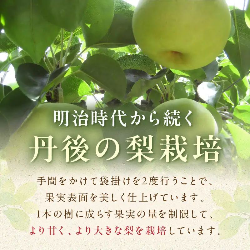 【先行予約／数量限定100】京のブランド産品・京たんご梨（20世紀梨） 5kg（2026年9月上旬～発送）