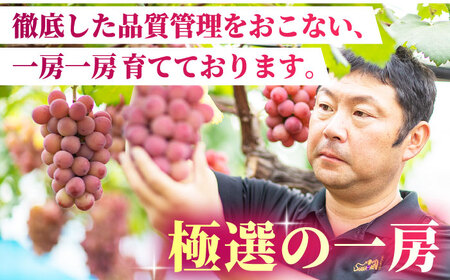 【2026年発送先行予約】食べ比べセット 約600g（シャインマスカット ＆ クイーンニーナ 各一房）【合同会社 社方園】[ZBZ036]