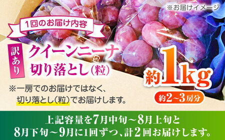 　【2026年発送先行予約】【2回定期便】　訳あり クイーンニーナ ぶどう 切り落とし 約1kg  【合同会社 社方園】[ZBZ045]