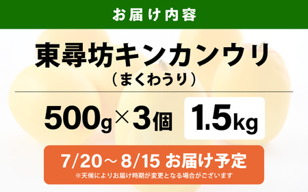 東尋坊キンカンウリ 1.5kg (500g × 3個入) まくわうり 瓜 [A-10242]