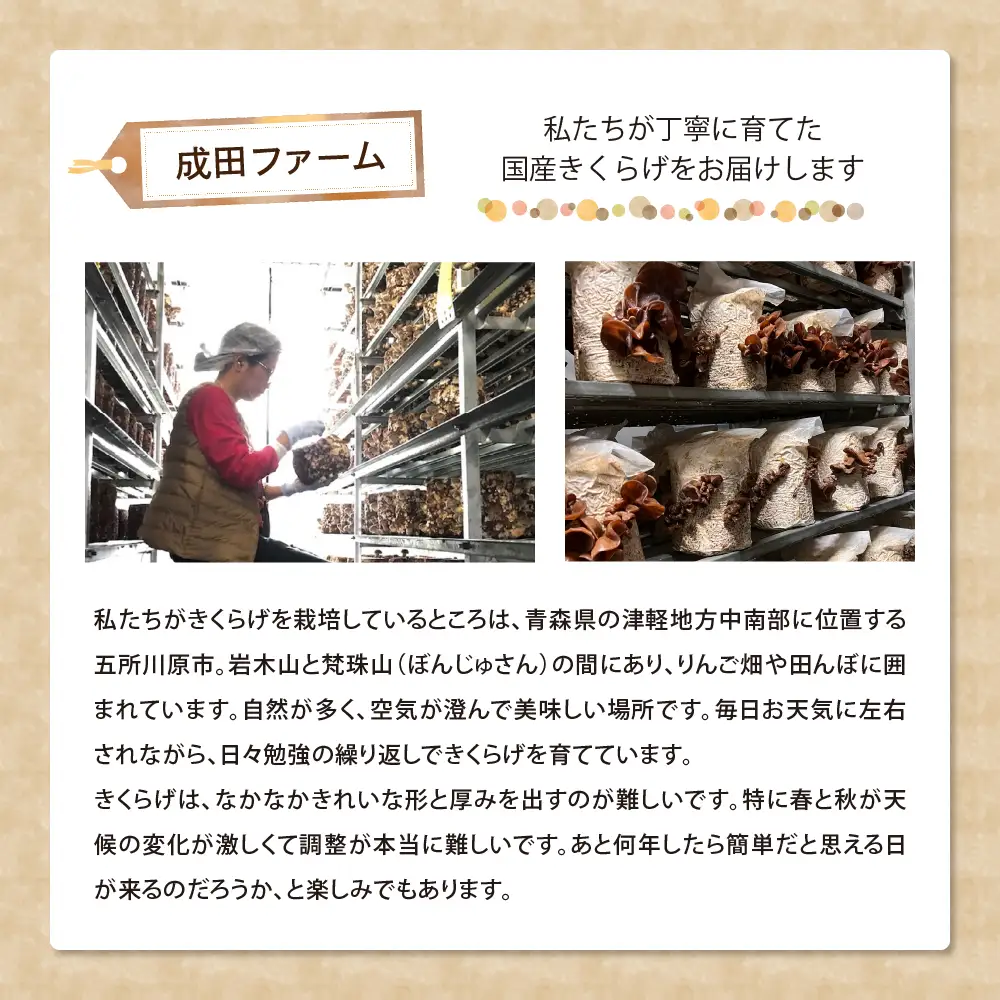 きくらげ 1kg  (500g×2袋) 国産生キクラゲ木耳青森県五所川原市