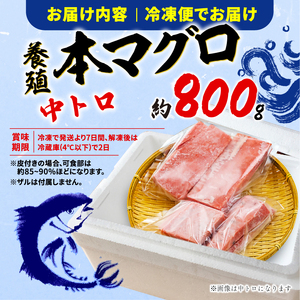 本まぐろ 中トロ 訳あり 約800g まぐろ【fjd171】