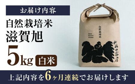 先行予約 新米 6回定期便 滋賀旭 5kg 白米 新米 [AQCP050] 定期便