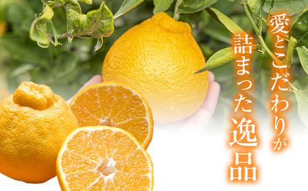 福岡農園 不知火 5kg 《1月上旬-1月末頃出荷》熊本県 氷川町 柑橘 果物 フルーツ 