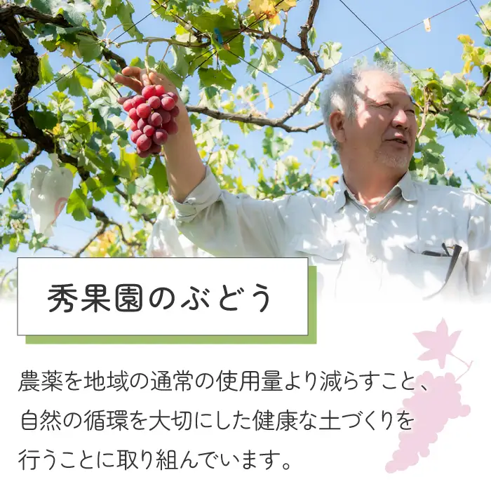 【秀果園】ぶどう農家のセミドライぶどう5品種5袋 250g (各50g)|巨峰、シャインマスカット、ナガノパープルなど　レーズン 砂糖不使用 無添加