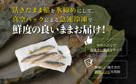 【先行予約】（2026年8月上旬頃から発送）弓掛の天然鮎 10尾セット【冷凍パック】【107-2】