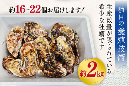 【期間限定発送】牡蠣 小粒 1～1年半モノ 生食 殻付き牡蠣 約2kg 