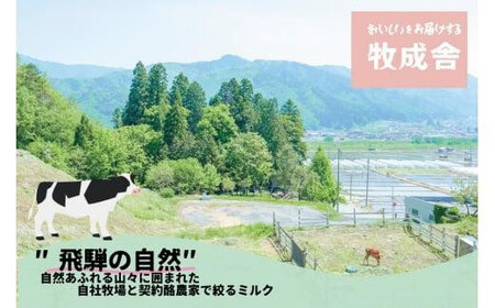 砂糖不使用 プレーンヨーグルト 20個 飛騨の牛乳屋 牧成舎 生乳100％ 朝食におすすめ 無糖ヨーグルト プレーンヨーグルト 砂糖不使用 生乳 ヨーグルト 乳製品 牧成舎 DF006VC13