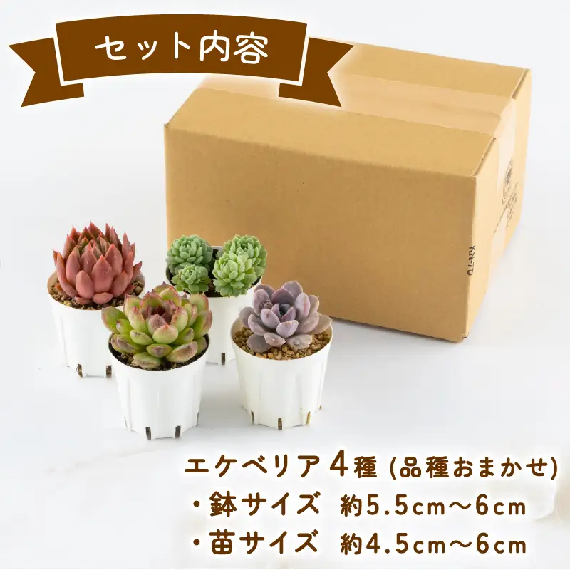 多肉園 おひさま エケベリア 4苗セット
