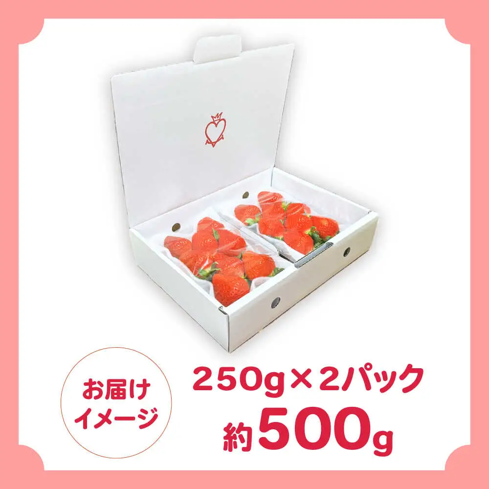【2027年1月-発送】南島原産 いちご 「恋みのり」約250g×2P / イチゴ 苺 フルーツ 果物 / 南島原市 / あゆみfarm[SFF006]