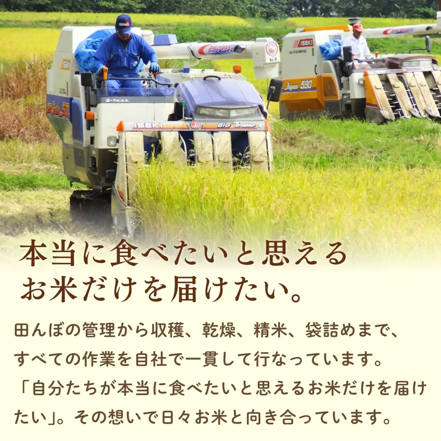 【新米予約】コシヒカリ 5kg 特別栽培米 「かまくらの里 コシヒカリ」