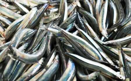 すくも湾天然きびなごのお刺身 お刺身