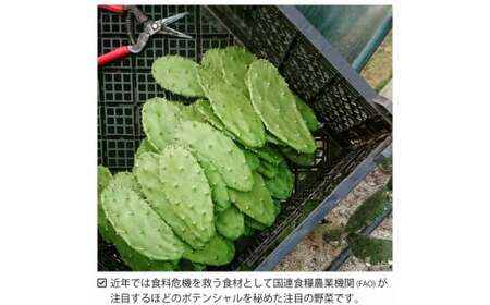 【ふるなびWEEK対象】メキシコ生まれ春日井育ちの健康野菜 食べるサボテン 春日井ノパル 300グラム×2パック | サボテン 多肉植物 ウチワサボテン 食用サボテン ノパル ノパール ノパレス NOPAL スーパーフード ダイエット 腸活 ビーガン メキシコ メキシカン タコス TACOS 野菜 後藤サボテン 愛知県 春日井市 ※2026年4月上旬～12月上旬頃に順次発送予定