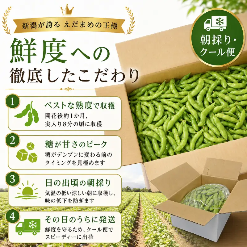 【7月下旬～発送開始】枝豆 3kg 朝採り新潟県黒埼産 枝豆