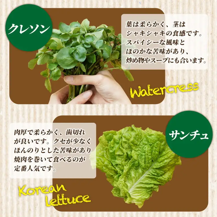 【6回定期便】旬の葉物野菜おまかせセット 小島農園 野菜