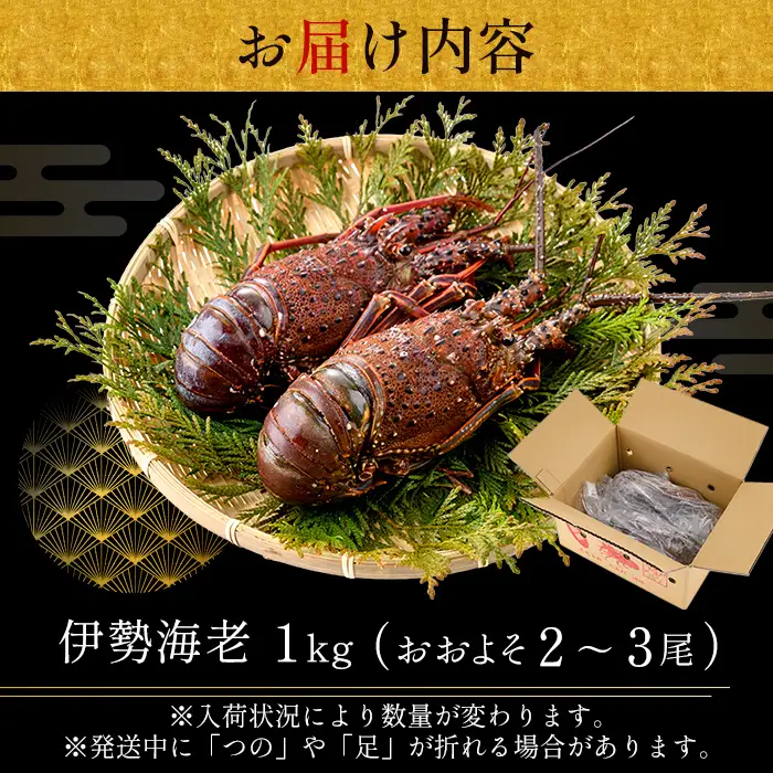 msm-013 《期間限定》伊勢海老 約1kg(2～3尾)【鹿児島県漁業協同組合三島村支所】三島村 伊勢海老 えび エビ 海老  魚介 味噌汁 網焼き 冷凍