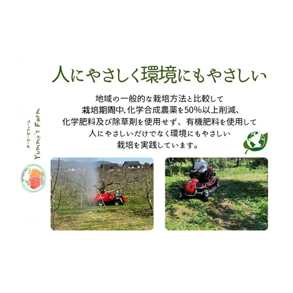 ヤーミーズファーム　生産農家直送 人にやさしい 長沼りんご・サンふじ10kg（訳ありご家庭用） | りんご フルーツ