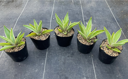 ユッカ リギダ ＆ アガベ ベネズエラ 各1株 Yucca rigida ＆ Agave desmettiana 長与町/アグリューム[EAI217] 