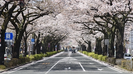 さくらのまちのタンブラー【 茨城県 日立市 】