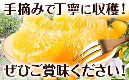 八朔 贈答用 ハッサク 約5kg