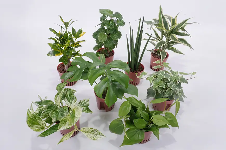 観葉植物 ハイミニみなも おまかせ 2個 栄養剤 1本 セット