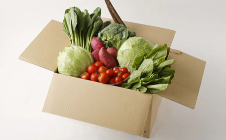 くまもと旬の野菜セット【2027年1月上旬発送開始】 キャベツ ブロッコリー トマト 芋 ほうれん草 小松菜 レタス ごぼう 野菜 サラダ 詰め合わせ セット 新鮮