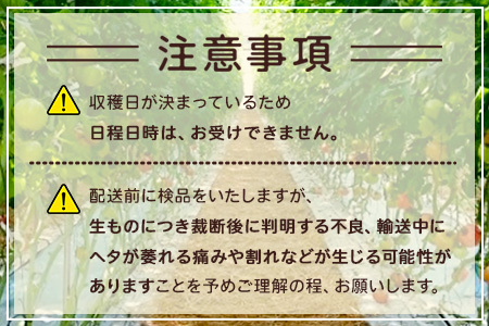 ＼農林水産大臣賞受賞／岩永さんちのトマト 【カラフルミニトマト5色 約1kg】【生産者直送】化学肥料不使用  有機栽培 手造り堆肥 甘い フルーティ お弁当 サラダ おやつ 健康 安心安全 ふるさと納税   B-823