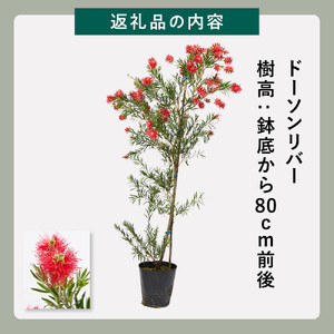 四季咲きブラシノキ(ドーソンリバー) (ガーデニング用)