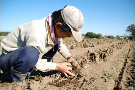 聖籠産 砂里芋（さりいも）2L 5kg【JA北新潟ブランド里芋】2026年10月下旬～順次発送