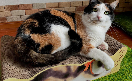 猫の爪とぎ バリバリ猫ちゃん（はちわれ） 猫 ねこ ネコ cat 爪とぎ ダンボール 丈夫 写真映え 日本製 常滑市 国産 おもちゃ ペット インテリア かわいい 動物 猫用品 グッズ 招き猫 愛猫へのプレゼント ベッド ペット用品