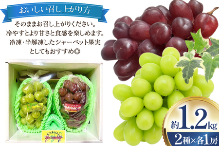 【期間限定発送】 ぶどう 食べ比べ 高級ぶどう シャインマスカット マイハート 各1房 約1.2kg 詰め合わせ セット
