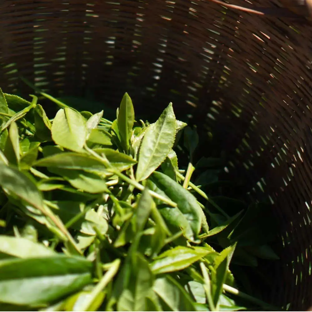 玉露100g 快晴茶 玉露粉末 [BDAT005]