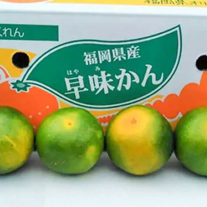 【2026年9月中旬より発送】福岡産ブランド みかん 早味かん 約4kg 桂川町/南国フルーツ株式会社 [ADBW023] 