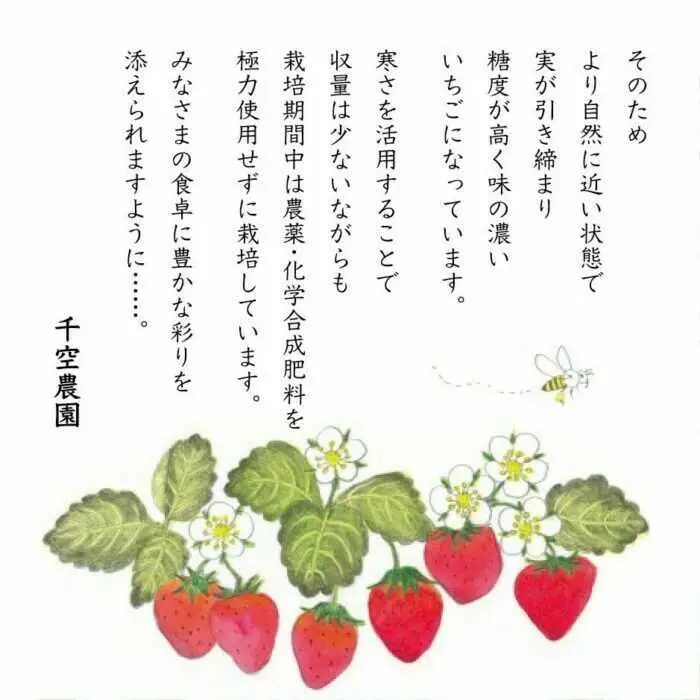【期間限定】完熟ぶんぶんいちご 約230g×2パック 紅ほっぺ いちご イチゴ 苺 フルーツ 果物 くだもの ポリネーション 日本ミツバチ 苺 白川町 / 千空農園[AWAR002]