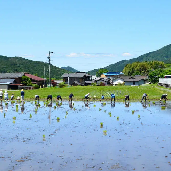 源流育ち米 10kg 白米 玄米 選べる 白川町 / Sunpo[AWBC008]