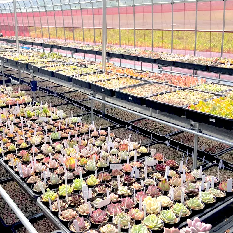 【 多肉植物 10月発送】 エケベリア 5個  多肉植物 おまかせ セット 【数量限定】